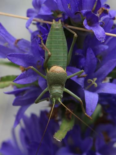 Réf. 238 386 : Ephippiger terrestris bormansi